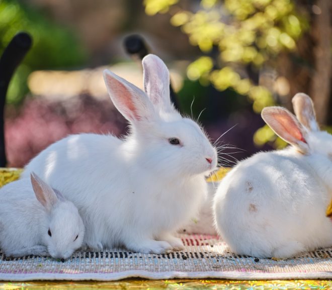 Herbivores fascinants : leurs adaptations uniques et l’impact sur notre écosystème