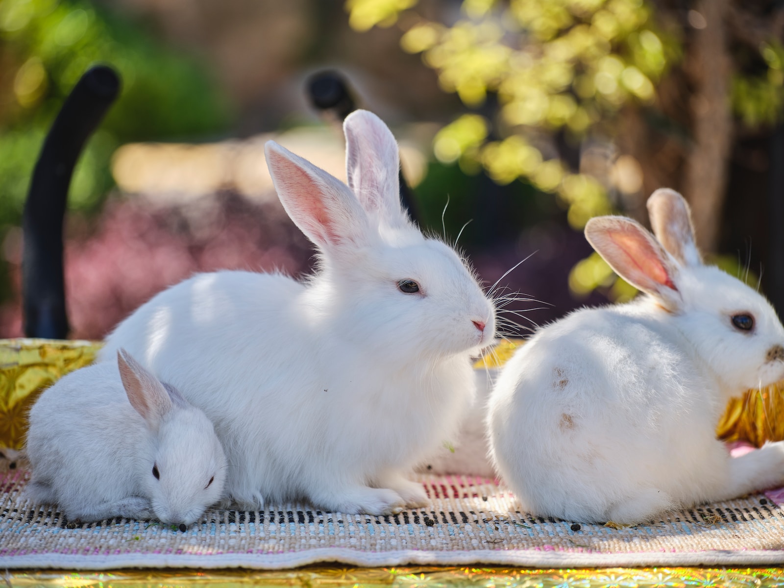 two white rabbits sitting next to each other on a table